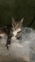 Lost Male Cat last seen Staten road, Braintree, MA 02184