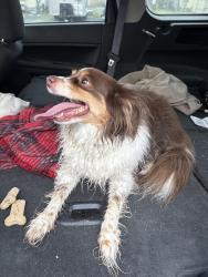 Found/Stray Female Dog last seen Storage unit in millsboro, Millsboro, DE 19966