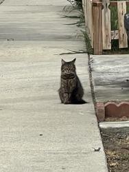 Found/Stray Unknown Cat last seen Mayland ave, San Jose, CA 95138
