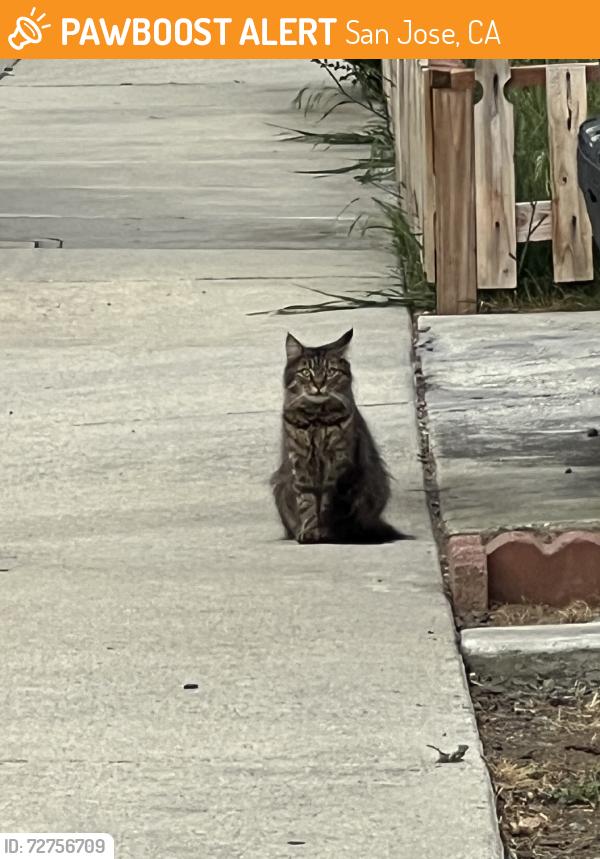 Found/Stray Unknown Cat last seen Mayland ave, San Jose, CA 95138