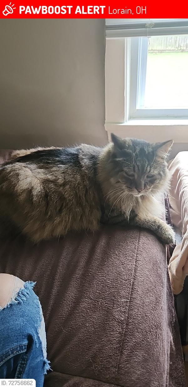 Lost Male Cat last seen Lakeview beach, Lorain, OH 44052
