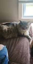 Lost Male Cat last seen Lakeview beach, Lorain, OH 44052