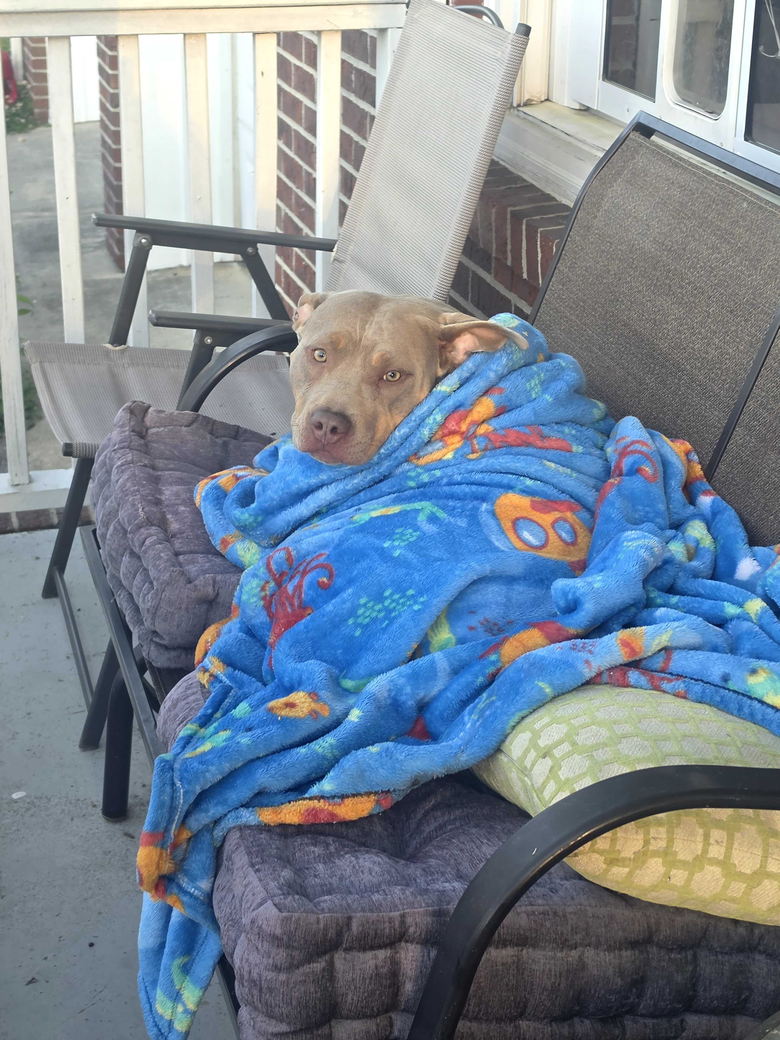 Found/Stray Female Dog last seen Belvoir, East Ridge, TN 37412