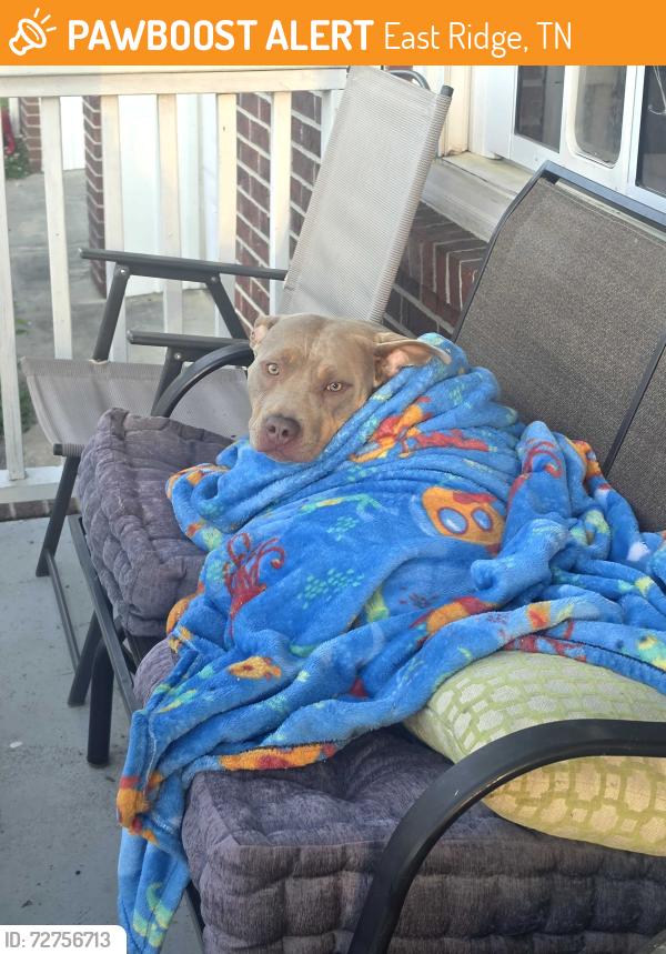 Found/Stray Female Dog last seen Belvoir, East Ridge, TN 37412