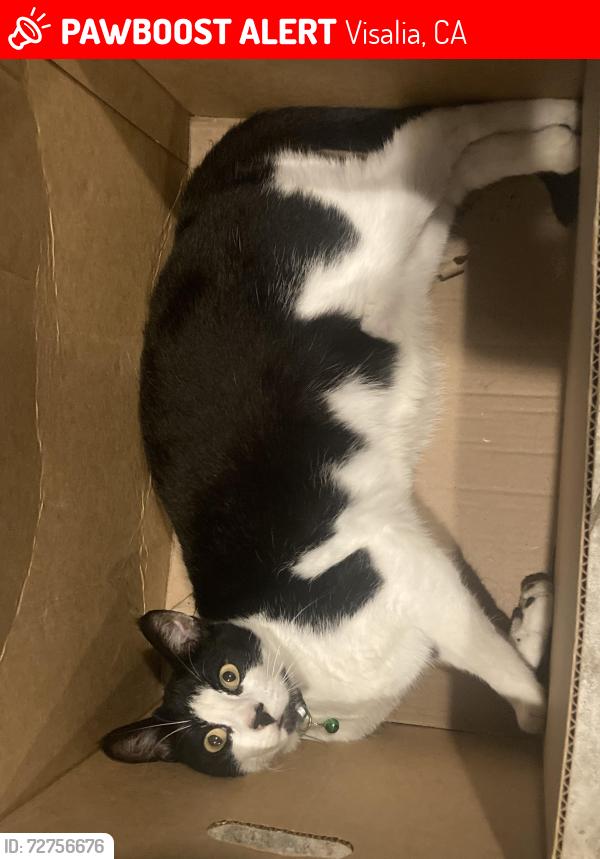 Lost Male Cat last seen Sequoia and Liberty area , Visalia, CA 93292
