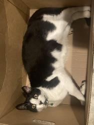 Lost Male Cat last seen Sequoia and Liberty area , Visalia, CA 93292