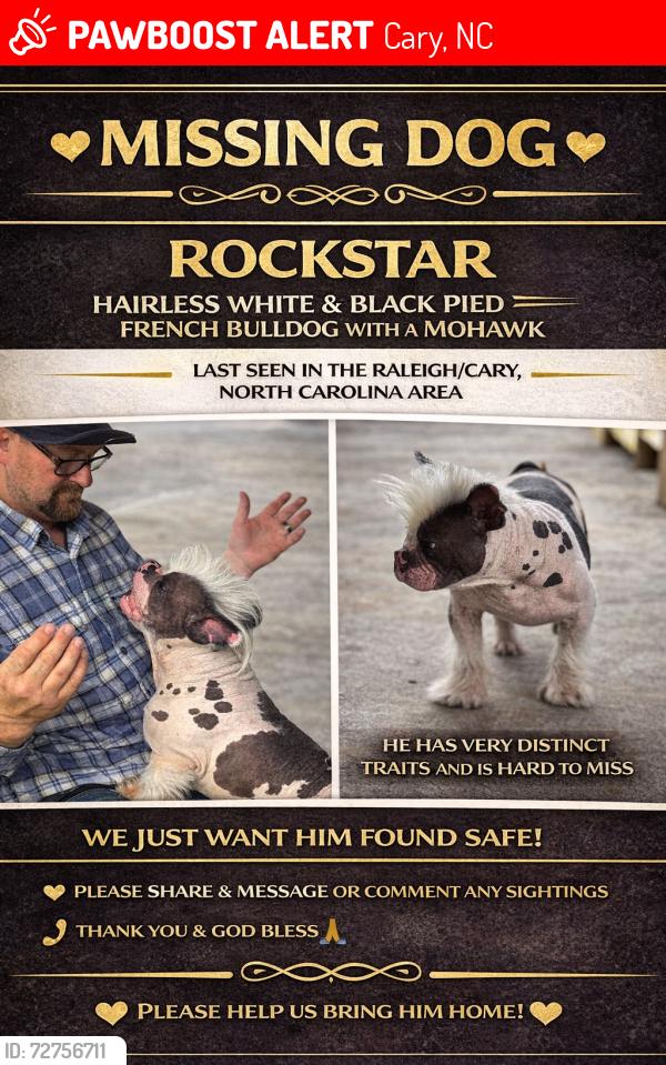 Lost Male Dog last seen Preston Executive, Cary, NC 27511