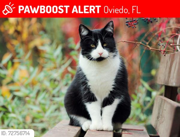Lost Male Cat last seen Creekview Cir and Tuskawilla , Oviedo, FL 32765