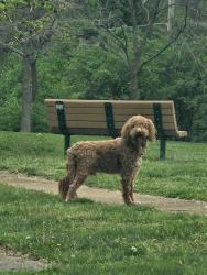 Found/Stray Unknown Dog last seen Wilson Ave and Ahern Ct, St. Louis, MO 63139