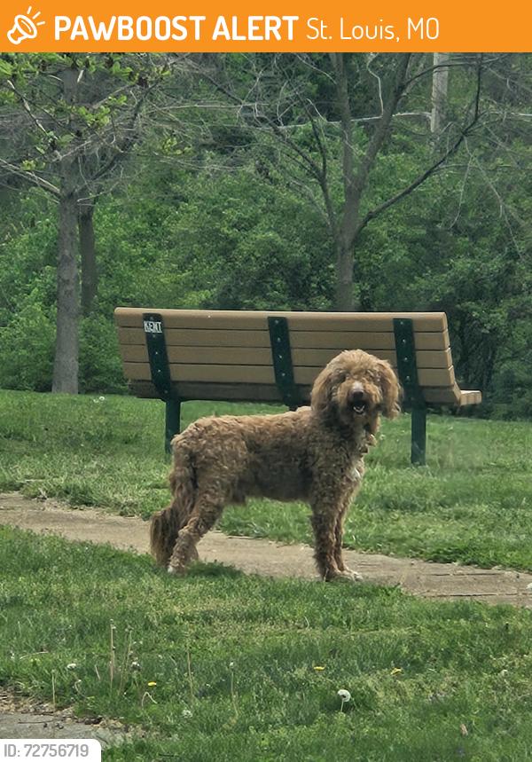 Found/Stray Unknown Dog last seen Wilson Ave and Ahern Ct, St. Louis, MO 63139