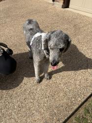 Found/Stray Female Dog last seen Frisco Ranch - on Brendan between Mt Evans and Lone Spring Drive, Little Elm, Little Elm, TX 75068