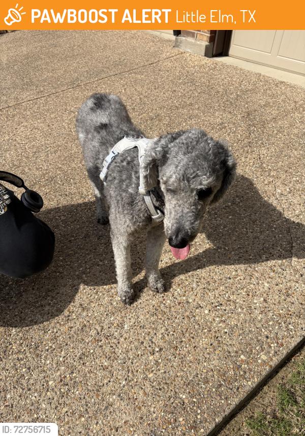 Found/Stray Female Dog last seen Frisco Ranch - on Brendan between Mt Evans and Lone Spring Drive, Little Elm, Little Elm, TX 75068