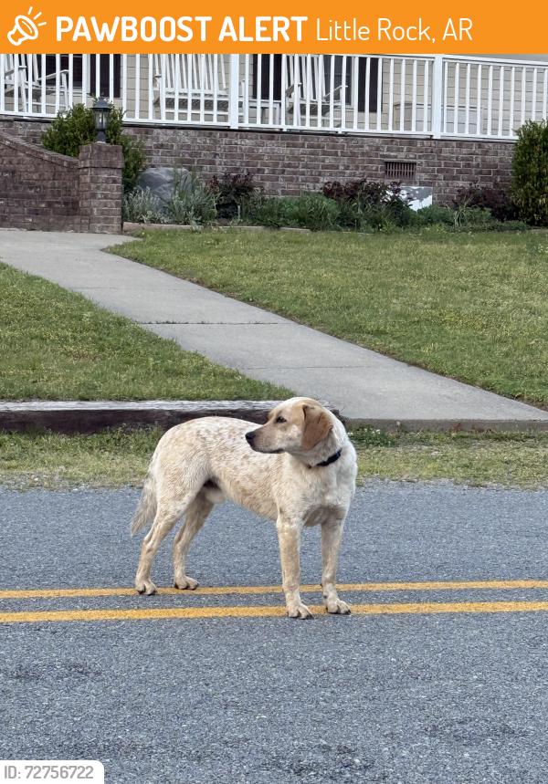 Found/Stray Unknown Dog last seen Lake Nixon, Little Rock, AR 72223