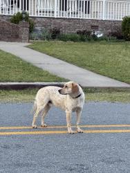 Found/Stray Unknown Dog last seen Lake Nixon, Little Rock, AR 72223