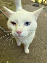 Found/Stray Unknown Cat last seen Joiner rd, Chattanooga, TN 37421