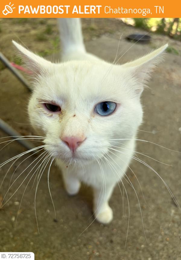 Found/Stray Unknown Cat last seen Joiner rd, Chattanooga, TN 37421
