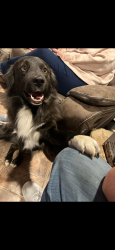 Lost Male Dog last seen S Western Ave, oncue , Oklahoma City, OK 73119