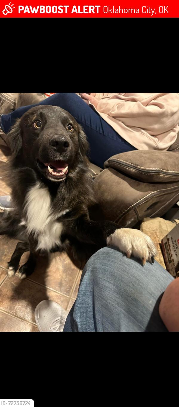 Lost Male Dog last seen S Western Ave, oncue , Oklahoma City, OK 73119