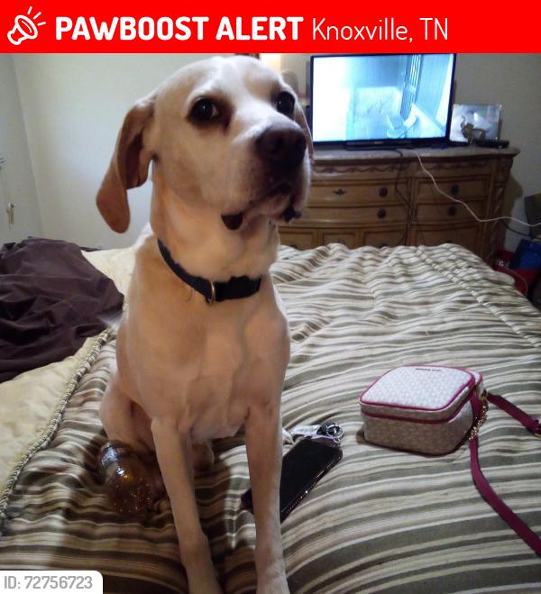 Lost Male Dog last seen Strawberry plains Pike , Knoxville, TN 37914