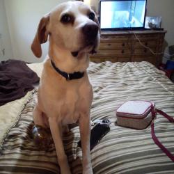 Lost Male Dog last seen Strawberry plains Pike , Knoxville, TN 37914