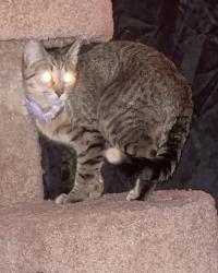 Lost Female Cat last seen Boston Fuller, Kalamazoo, Grand Rapids, MI 49507