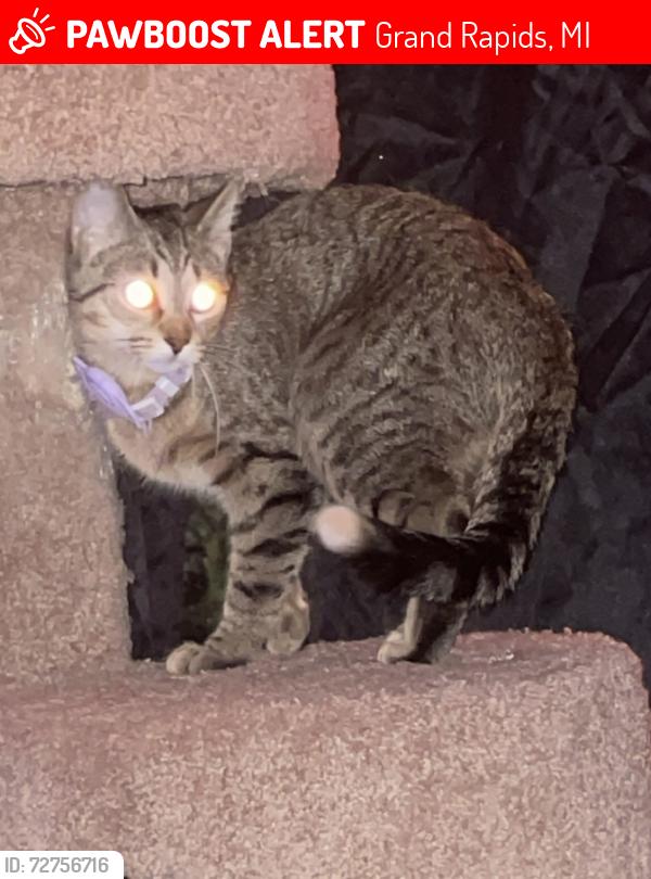 Lost Female Cat last seen Boston Fuller, Kalamazoo, Grand Rapids, MI 49507