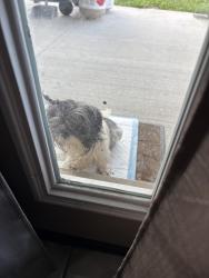 Found/Stray Female Dog last seen Reagan blvd, Carrollton, TX 75006