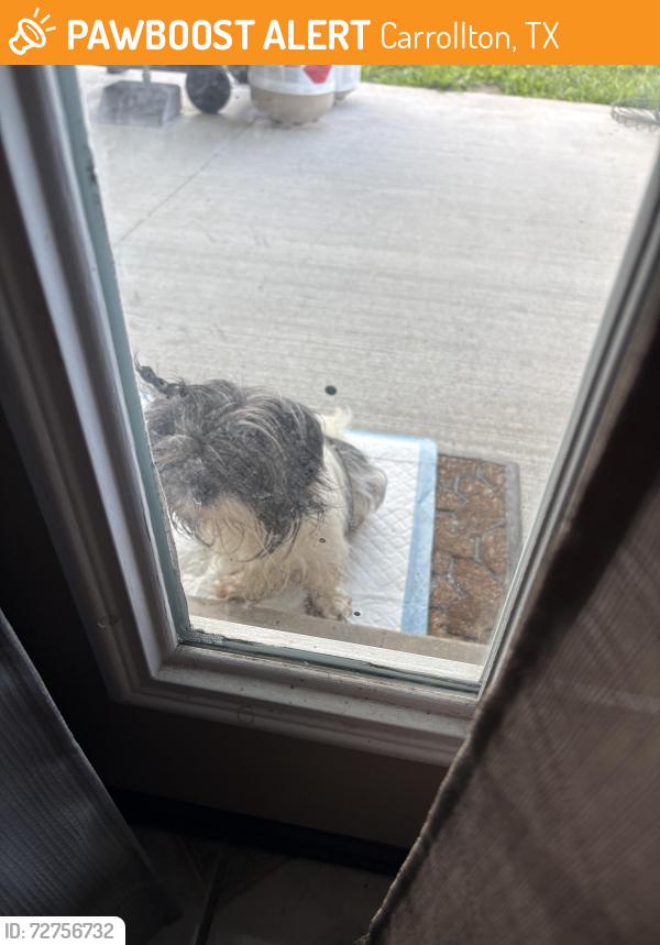 Found/Stray Female Dog last seen Reagan blvd, Carrollton, TX 75006