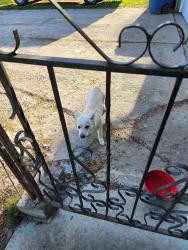 Found/Stray Male Dog last seen Henry and 11th, Post Falls, ID 83854