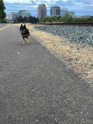 Found/Stray Unknown Dog last seen Sacramento River bike trail, Sacramento, CA 95818