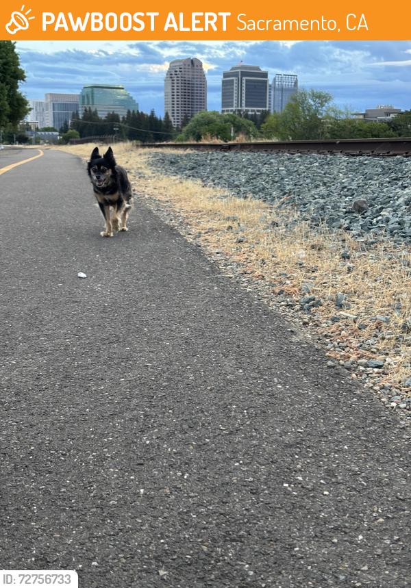 Found/Stray Unknown Dog last seen Sacramento River bike trail, Sacramento, CA 95818