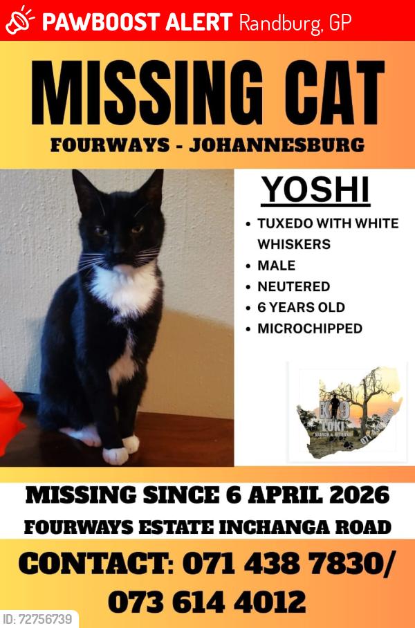 Lost Male Cat last seen Fourways est , Randburg, GP 