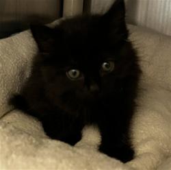 Shelter Stray Female Cat last seen , Sanford, FL 32773