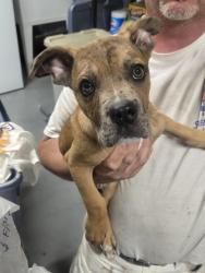 Found/Stray Male Dog last seen Windmill and Pecos, Henderson, NV 89074