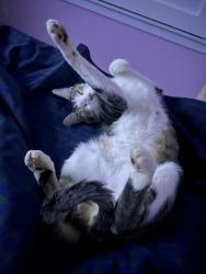 Lost Male Cat last seen 9 mile Rd, Ensley, FL 32534