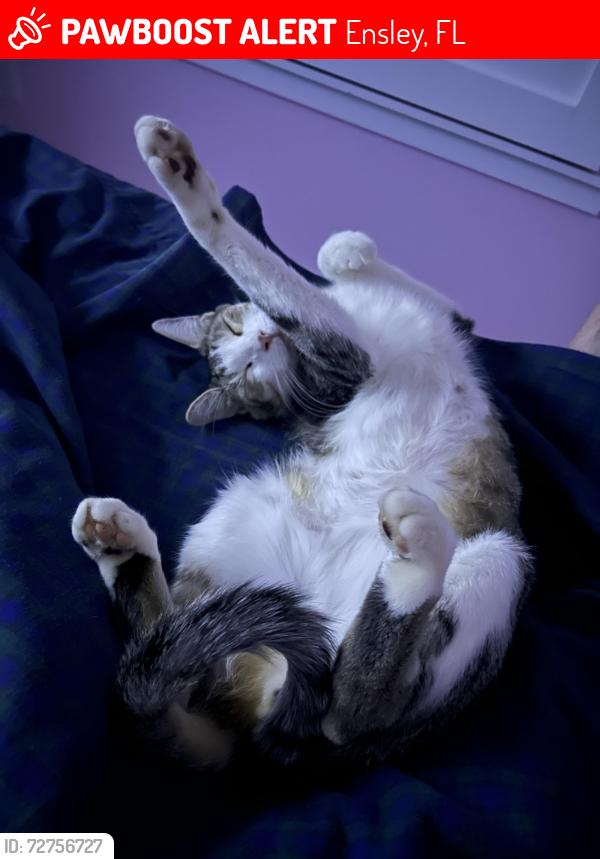 Lost Male Cat last seen 9 mile Rd, Ensley, FL 32534