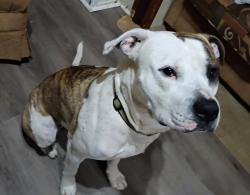 Lost Male Dog last seen Hey 59 and Durham RD, Fair Play, SC 29643