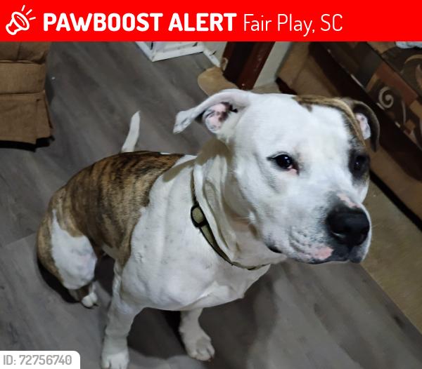 Lost Male Dog last seen Hey 59 and Durham RD, Fair Play, SC 29643