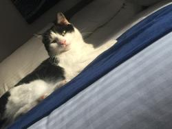 Lost Male Cat last seen Boulevard Vanier , Laval, QC 