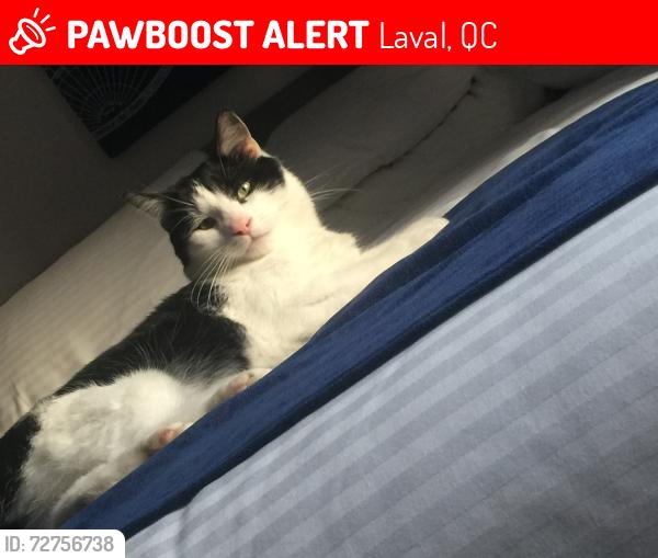 Lost Male Cat last seen Boulevard Vanier , Laval, QC 