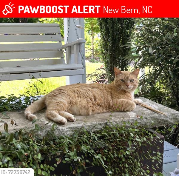 Lost Female Cat last seen Ghent Historic District, New Bern, NC 28560