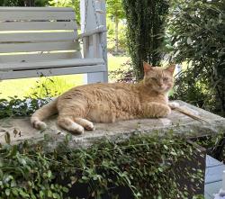 Lost Female Cat last seen Ghent Historic District, New Bern, NC 28560