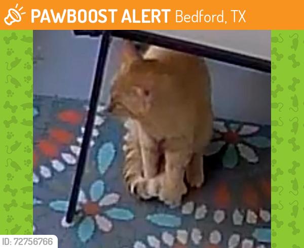 Found/Stray Male Cat last seen Harwood Road - Huntington Glen apmts, Bedford, TX 76021