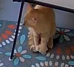 Found/Stray Male Cat last seen Harwood Road - Huntington Glen apmts, Bedford, TX 76021