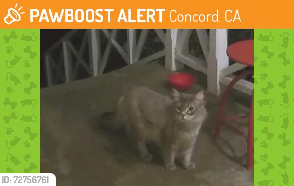 Found/Stray Unknown Cat last seen Altura Drive and Salvio, Concord, CA 94519