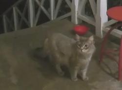 Found/Stray Unknown Cat last seen Altura Drive and Salvio, Concord, CA 94519