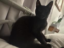 Lost Male Cat last seen Hillside Ave, off Hay St, near Rowan park, Fayetteville, NC 28301