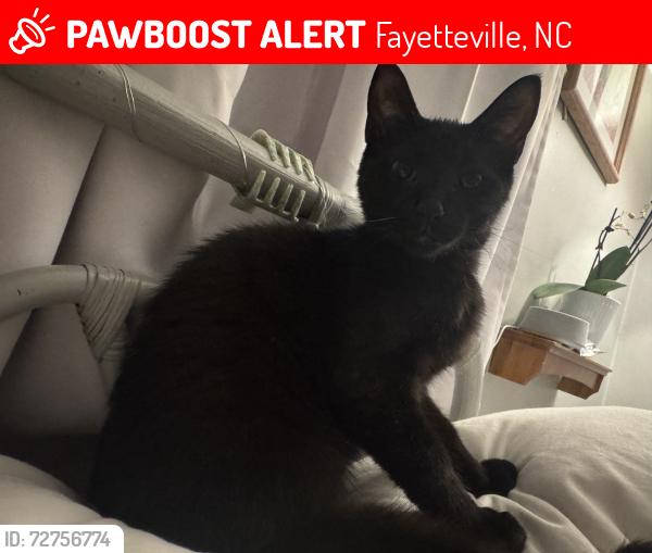 Lost Male Cat last seen Hillside Ave, off Hay St, near Rowan park, Fayetteville, NC 28301