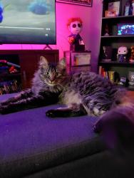 Lost Male Cat last seen Forestbrook road, Myrtle Beach, SC 29588