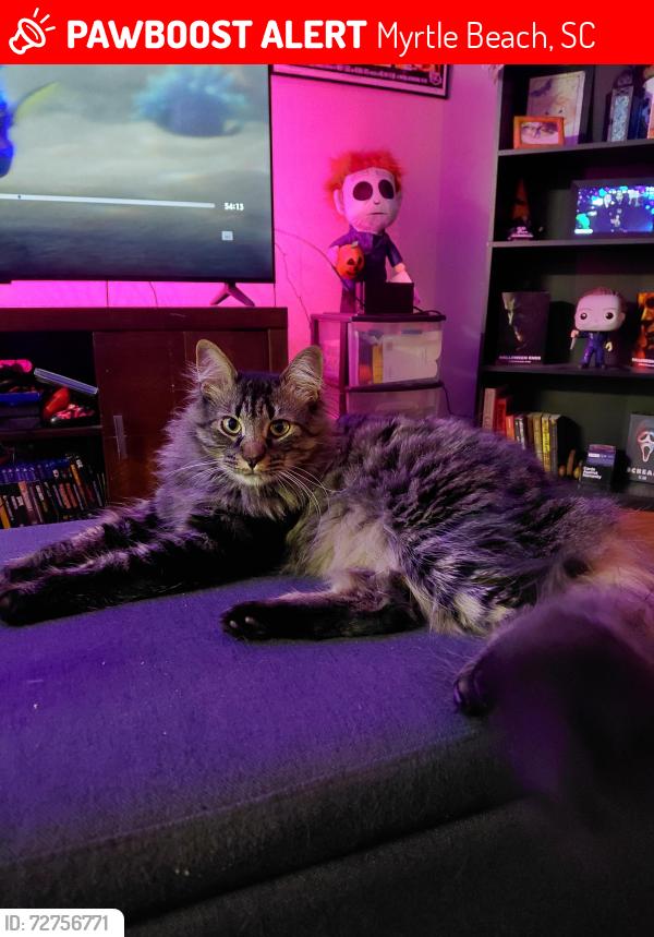 Lost Male Cat last seen Forestbrook road, Myrtle Beach, SC 29588
